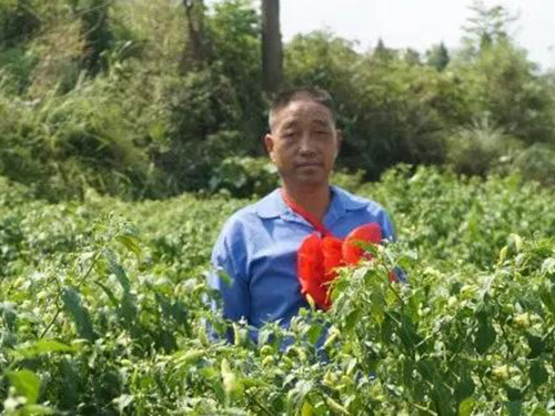 種植示范戶